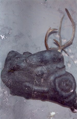 found antlers photo