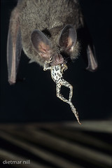 DNA_008466Fransenlippenfledermaus, Trachops cirrhosus, fringe-lipped bat