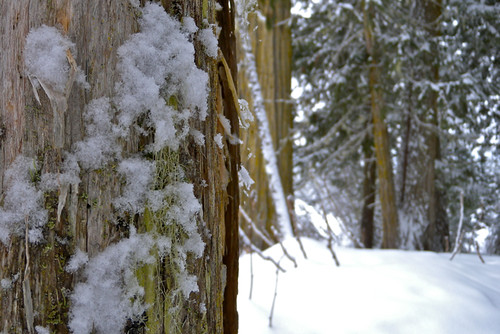 Snowshoeing in the Ancient Forest