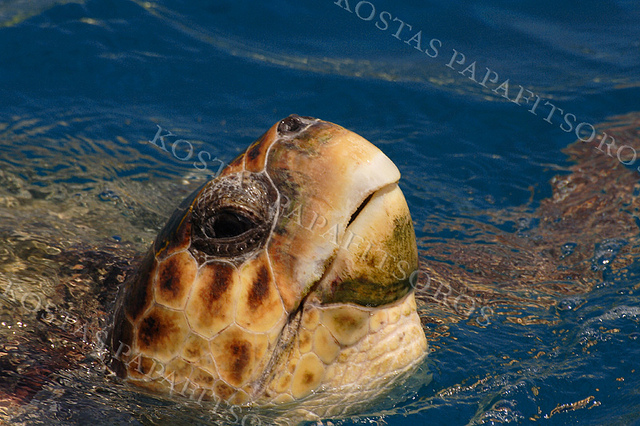 loggerhead turtle | flickr – 相片分享!