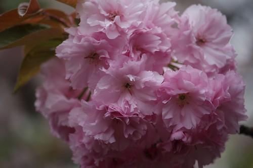 Cherry blossoms at the 2010