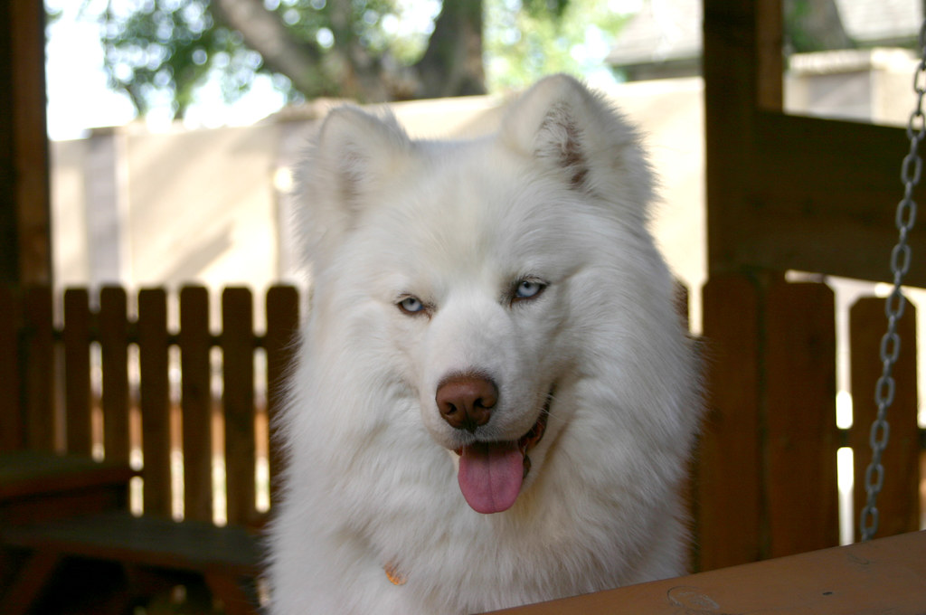 The World S Best Photos Of Husky And Wooly Flickr Hive Mind