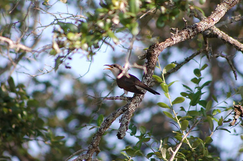 yellow-billed cuckoo - coccyzus americanus
