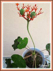 Our potted Jatropha podagrica: flowers and fruits/seedpods, shot March 1 2010