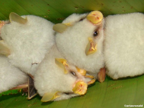 Biodiversidad: Murciélagos Blancos