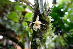 baudchon-baluchon-mindo-orchidees-9