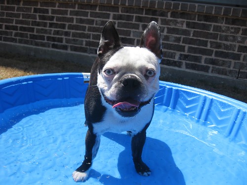 King of the dog pool