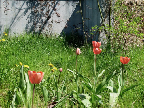 Primavera, 19.04.010, 7