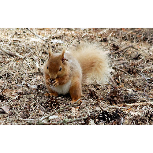 Red squirrel, Brownsea Island