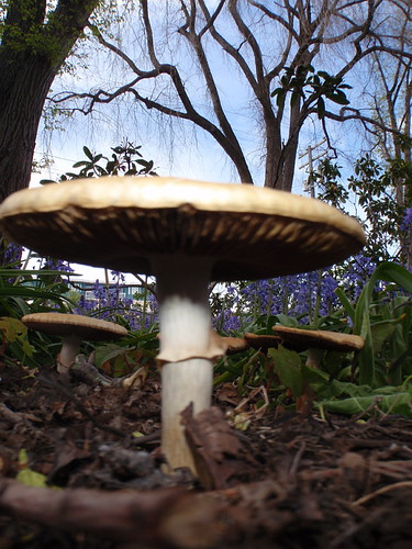 mushroom jungle