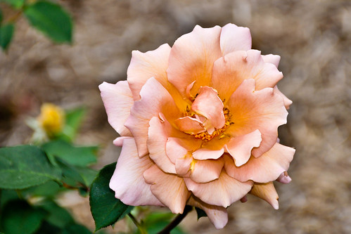 blown rose at cobbin farm-geelong