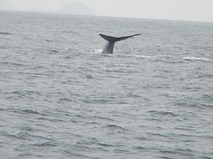 Blue whale fluke Los Coronados trip
