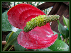 Berries developing on the spadix of an Anthurium