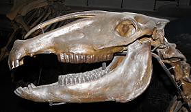Skull of HIPPIDION, extinct genus of horses .......................... Caballo fósil sudamericano  ~ Original = (3414 x 1984)