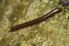MD- Catoctin - millipede • <a style="font-size:0.8em;" href="http://www.flickr.com/photos/30765416@N06/4687867683/" target="_blank">View on Flickr</a>