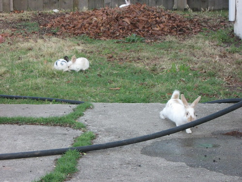 Backyard rabbit rescue