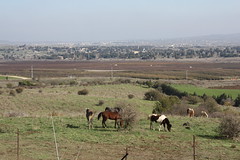 Israel - Golan Heights - 08