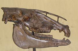 Pampas Pleistocene Horse (Skull) ~ Original = (2976 x 1954) Equus (Amerhippus) neogeus