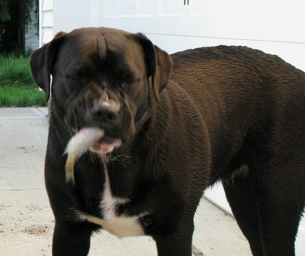 Bullador Dogs