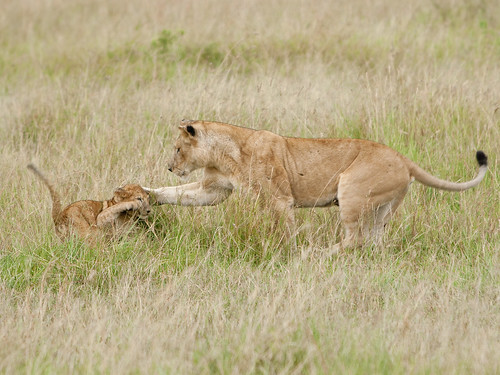 Lion Lessons: Yes! that is how you give the head blow...
