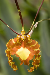 Orchid close-up, Orchid garden in Funchal