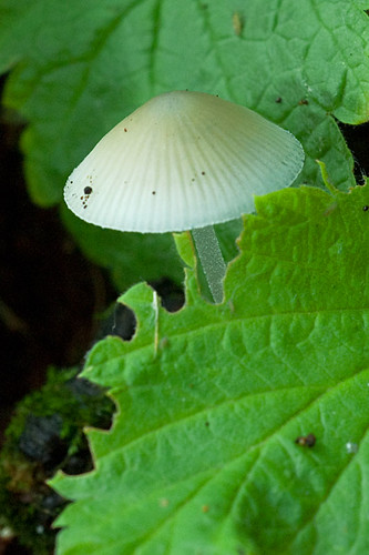 White-capped Mushroom