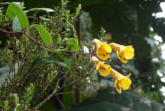 Bomarea sp. ( yellow). Alstroemeriaceae.