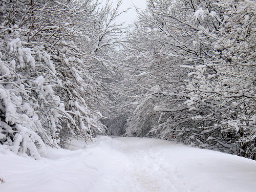 Winter Januar 2010