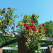 Shirley Park - brick tressle - roses
