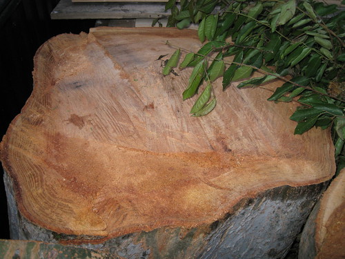 very large Chinese elm log in back of truck