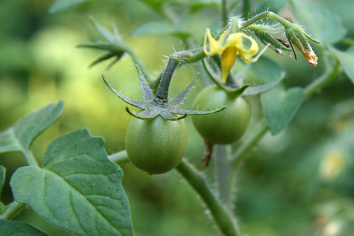 baby tomatoes 2