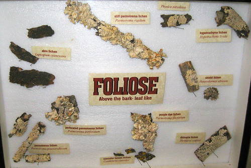 Foliose