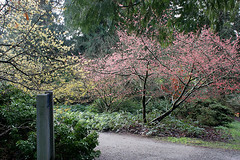 Witt Winter Garden