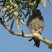Sooty Falcon (Falco concolor), Allée des Baobabs, Morondava, Madagascar