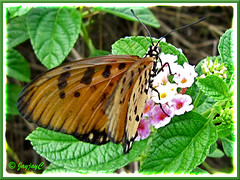 Tawny-coloured Acraea terpsicore or A. violae (Tawny Coster), shot December 12 2009