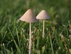 Double Fungi