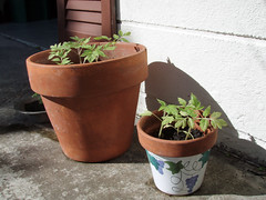 tomato seedings
