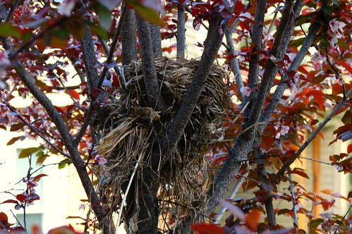Robins' Nest
