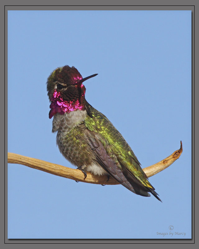 Nature & Wildlife - Photography - FM Forums