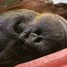 Orangutan • <a style="font-size:0.8em;" href="http://www.flickr.com/photos/29675049@N05/4279682645/" target="_blank">View on Flickr</a>