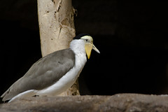 Australian bird 1 Australian bird 1 • <a style="font-size:0.8em;" href="http://www.flickr.com/photos/30765416@N06/4592356053/" target="_blank">View on Flickr</a>