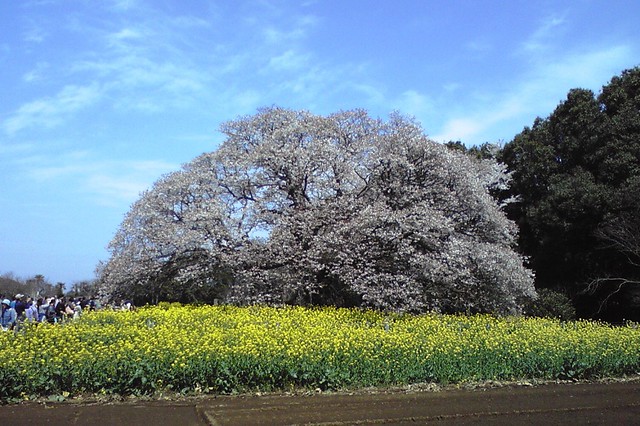 天然記念物の吉高の大桜開花、昨日ほぼ満開...