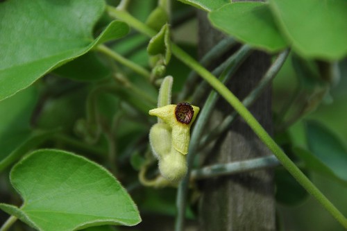 Aristolochia tomentosa, Wooly Dutchman's Pipe
