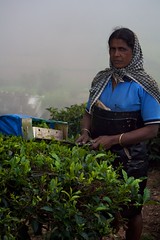 Local picking Tata owned tea 