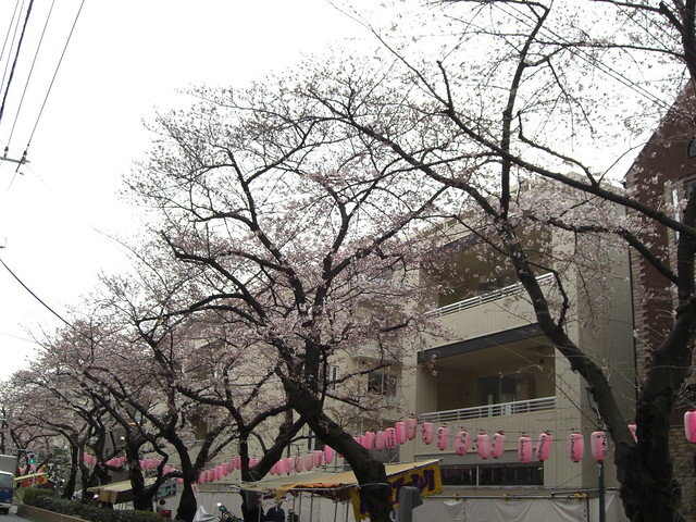 今日の状況です。桜もだいぶ咲いていました...