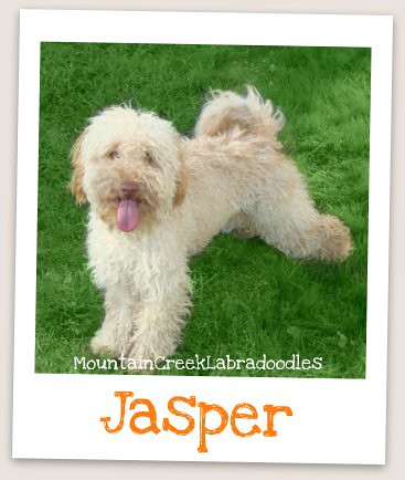 Jasper, our Australian Labradoodle