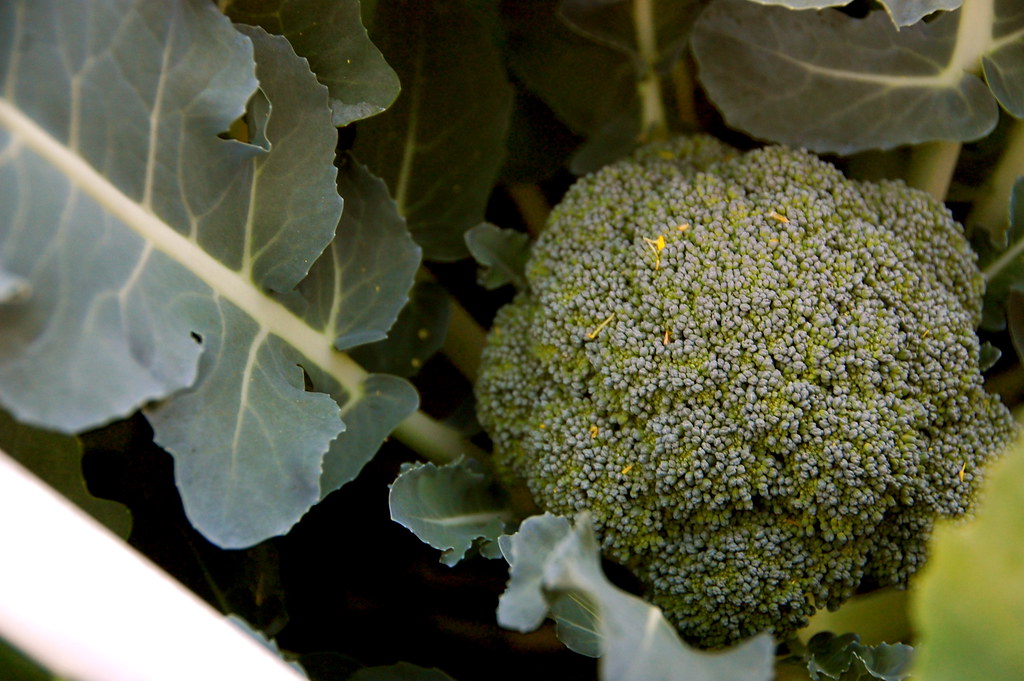 broccoli 