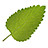 Leaf_Group_Icon