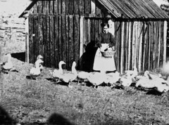 Woman feeding geese in the Albert River district, 1872