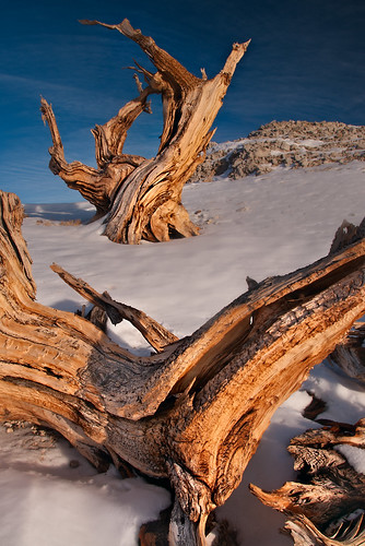 Bristlecone Pines in the Snow
